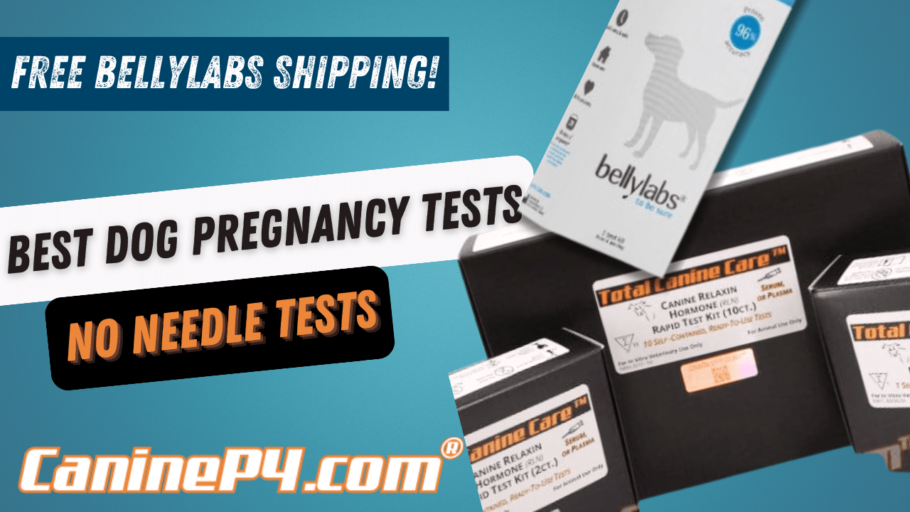 Best Dog Pregnancy Test - Relaxin / BellyLab