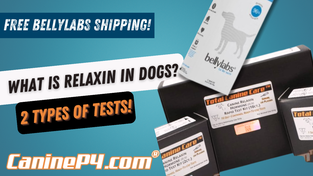 How does relaxin help diagnose dog pregnancy?
