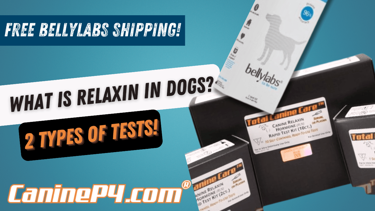 How does relaxin help diagnose dog pregnancy?
