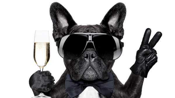 Progesterone Test for Dogs at Home