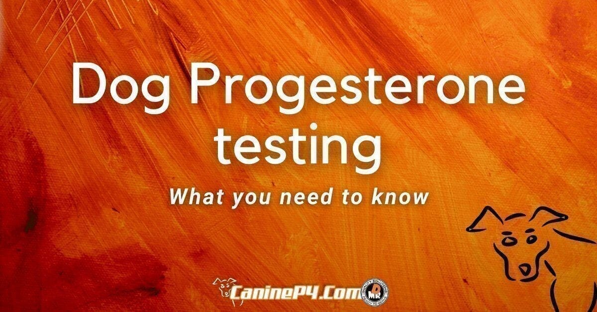Progesterone Test for Dogs. - CanineP4.com