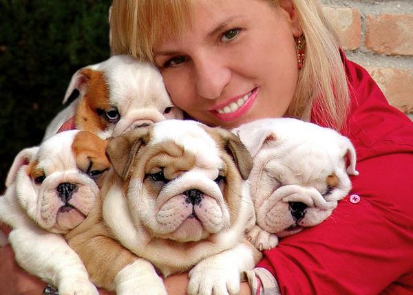 Dog Ovulation Test - Signs and Timing