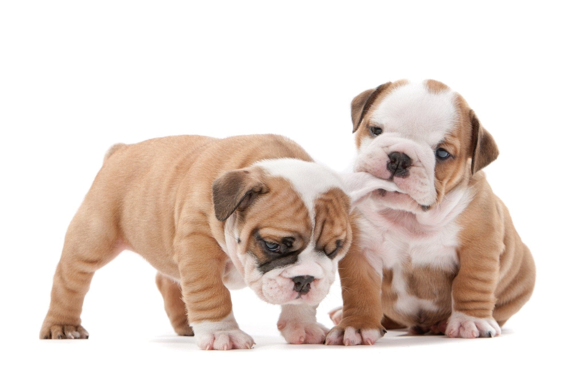 Puppy Care - CanineP4.com