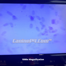 Load image into Gallery viewer, Breeder Canine Analysis Microscope 1000x