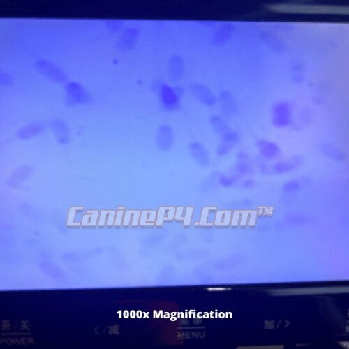 Breeder Canine Analysis Microscope 1000x - Canine P4