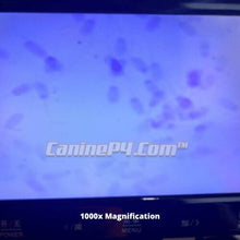 Load image into Gallery viewer, Breeder Canine Analysis Microscope 1000x - Canine P4