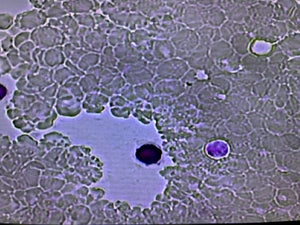 Cell - Vu Pre - Stained Morphology Slides DRM - 900 (75ct) - Canine P4