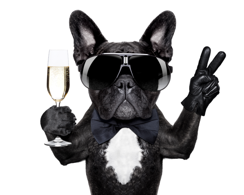 French bulldog wearing sunglasses and holding a champagne glass