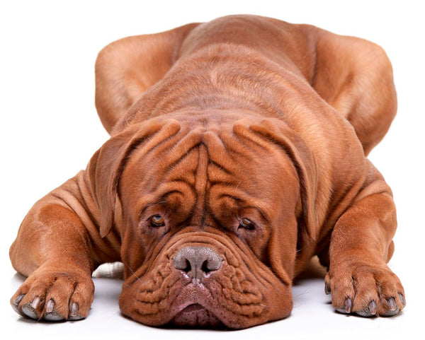 Sleeping dog puppy lying down